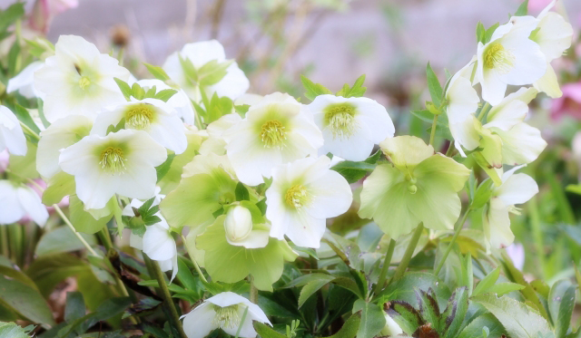 クリマスローズ