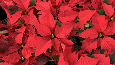 ポインセチア