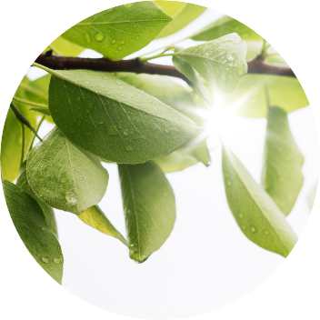 木漏れ日イメージ