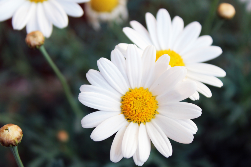 カミツレエキス